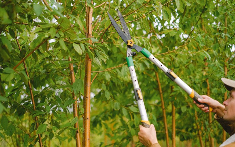 Tree trimming in Briggsville, AR