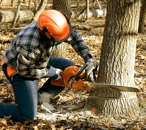 Tree Removal in Briggsville, AR